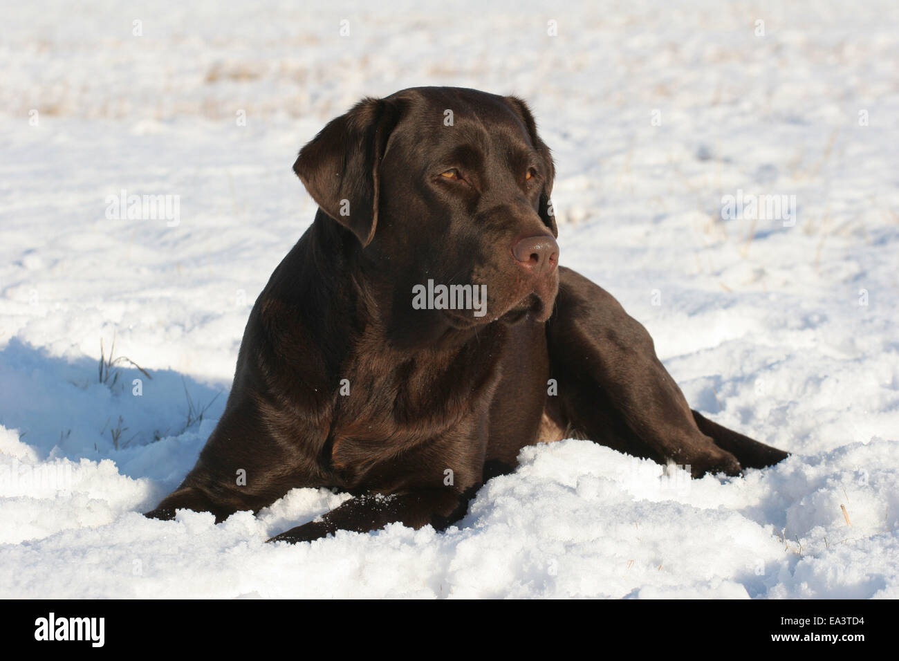 Labrador Retriever in snow Stock Photo