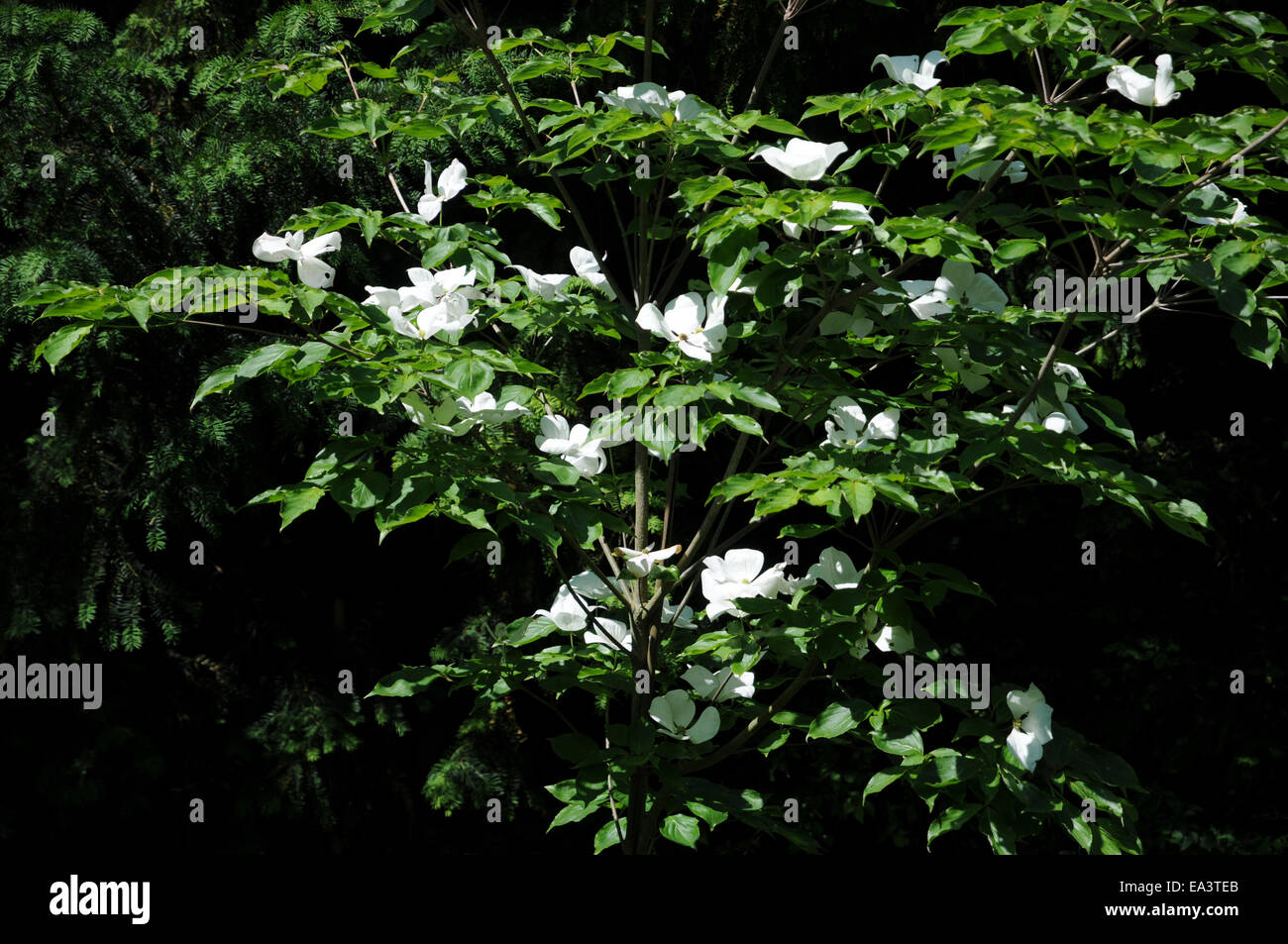 Flowering dogwood Stock Photo