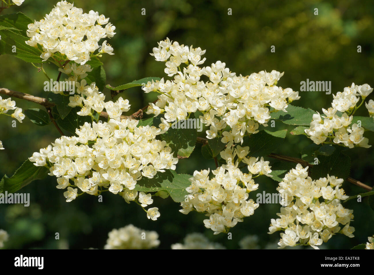 Deutzia parviflora Stock Photo