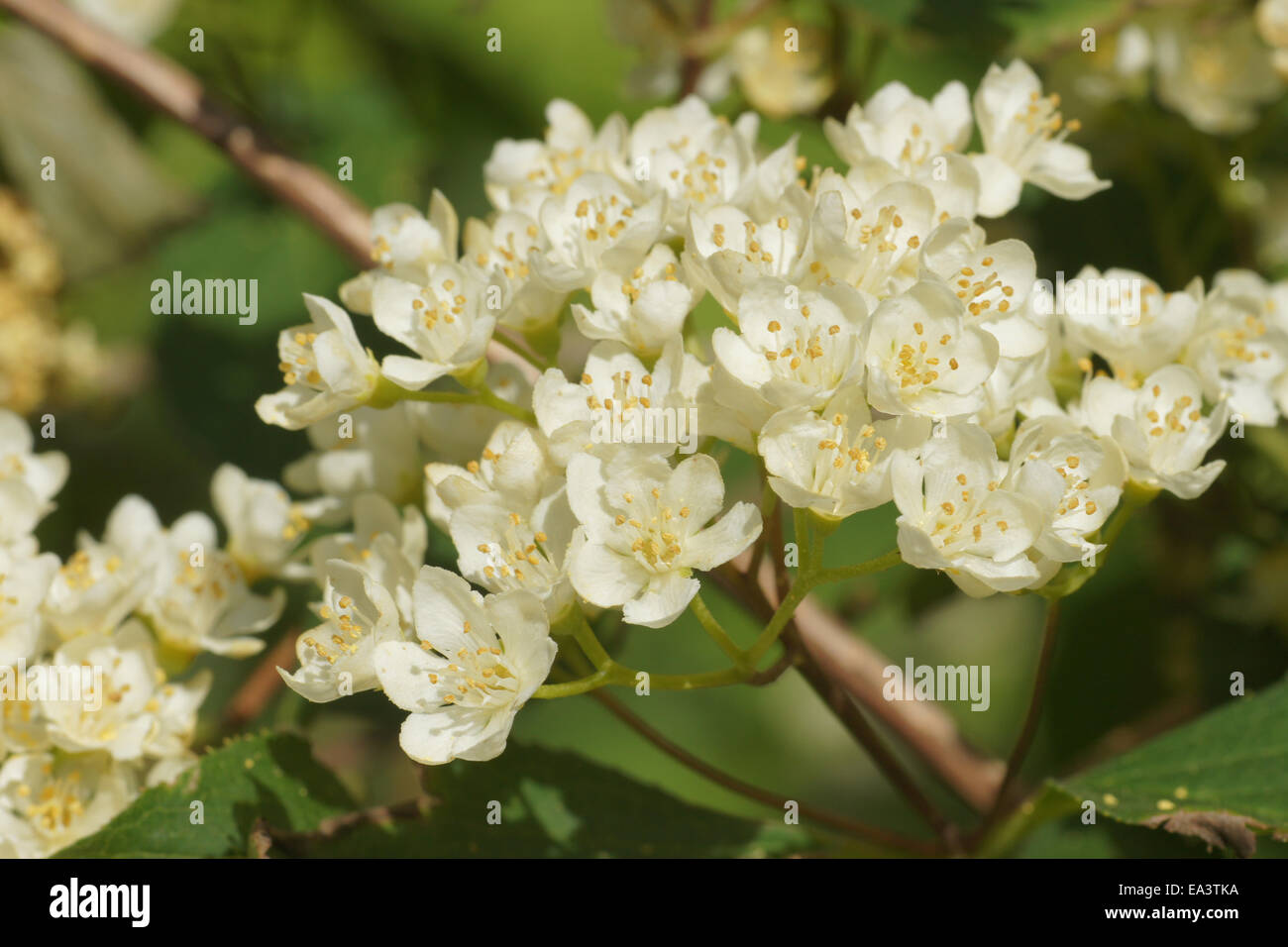 Deutzia parviflora Stock Photo