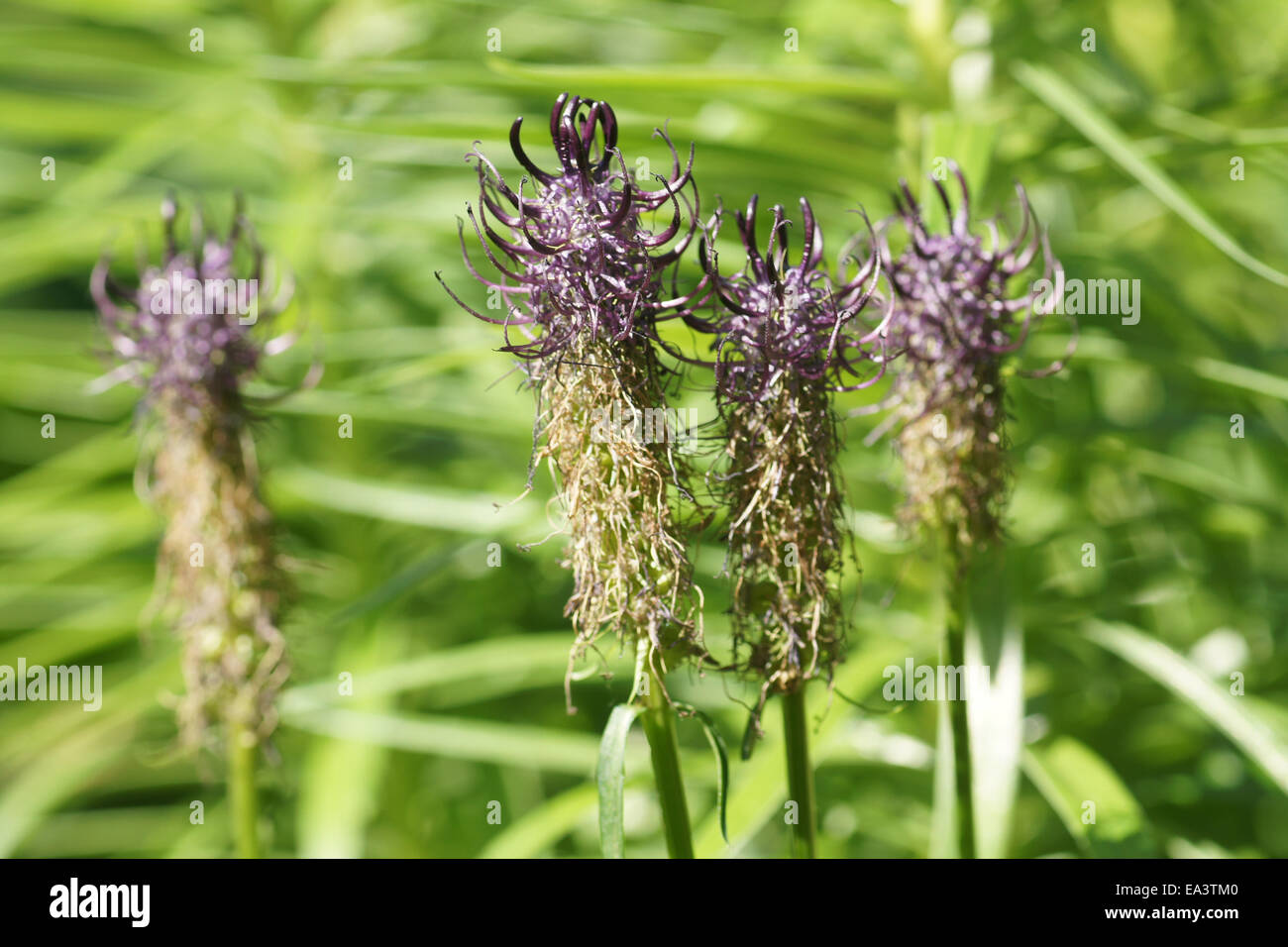 Rampion Flowers High Resolution Stock Photography and Images Alamy