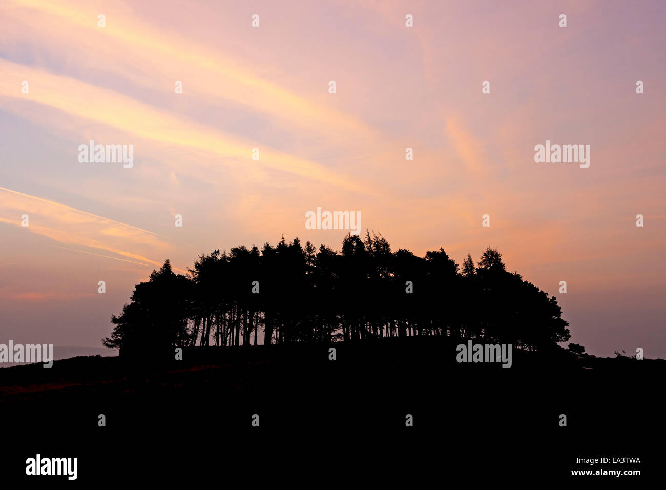 Trees on the Kirkcarrion Burial Mound Silhouetted Against a Pre Dawn Sky Lunedale, Teesdale County Durham UK Stock Photo