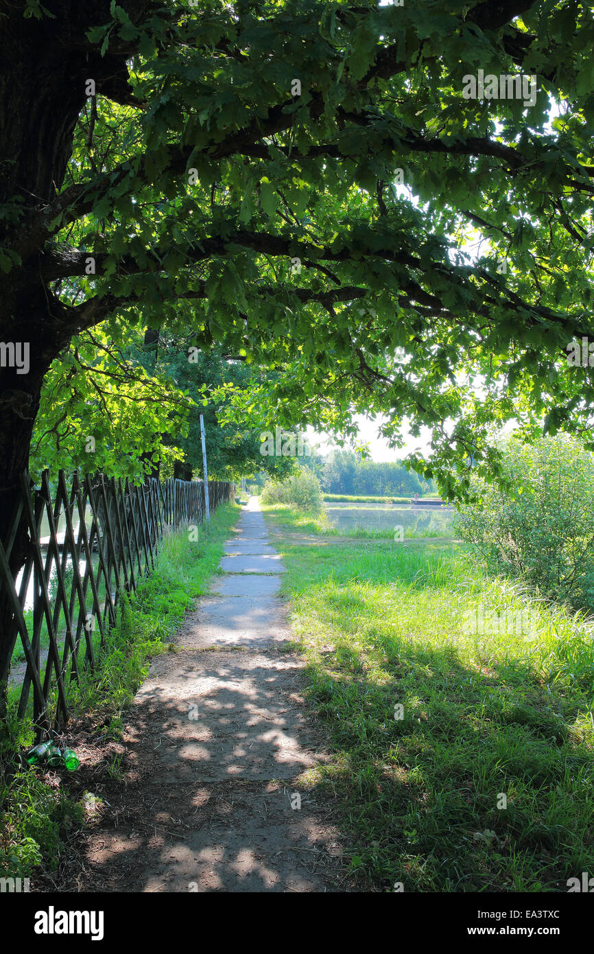 Alley of oak trees hi-res stock photography and images - Alamy