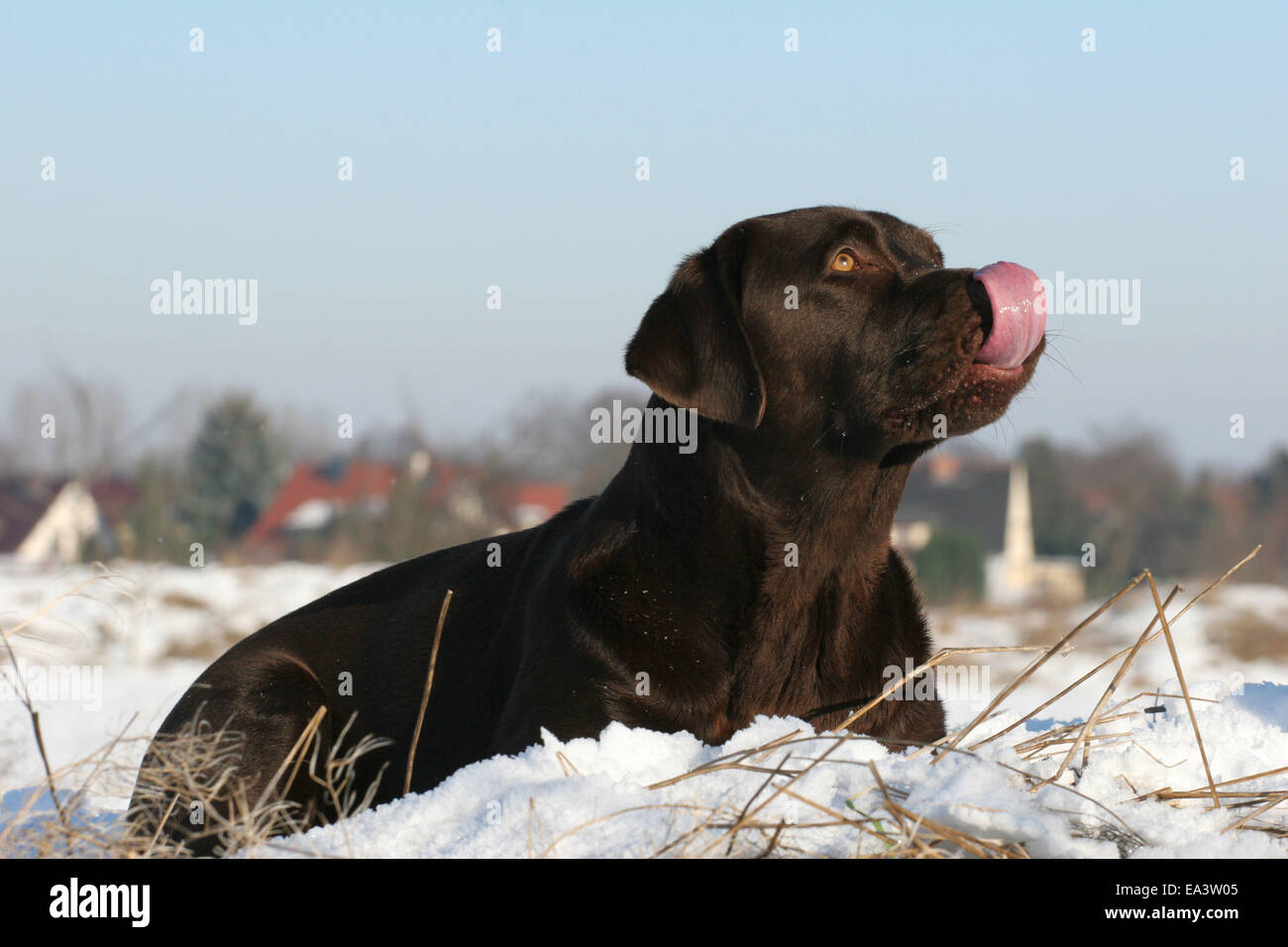 Labrador Retriever in snow Stock Photo
