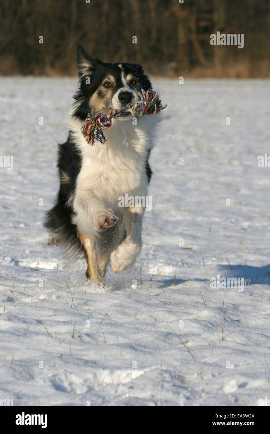 running Border Collie Stock Photo - Alamy