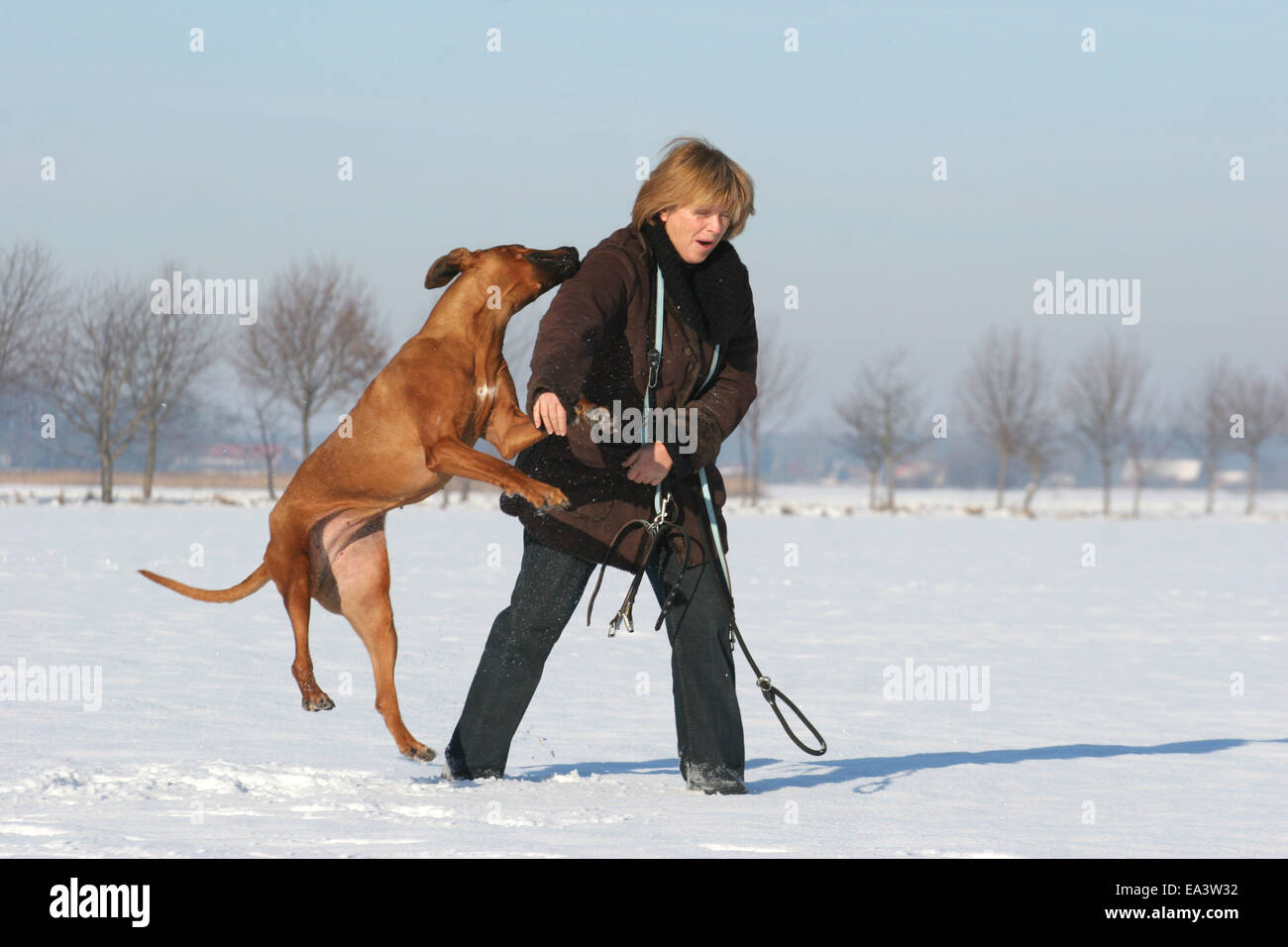 woman with Rhodesian Ridgeback Stock Photo