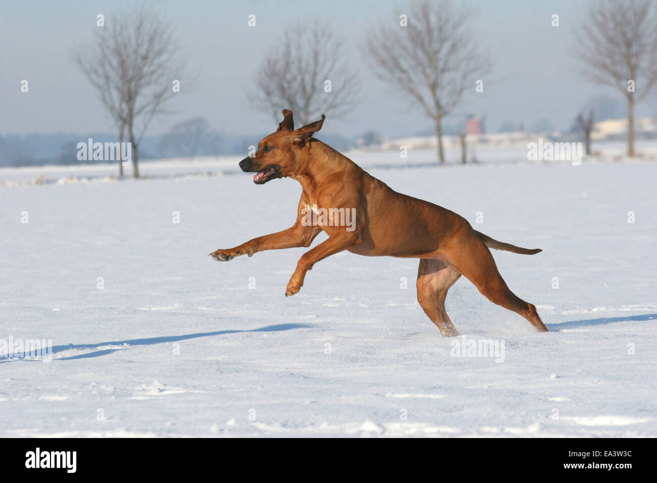 Rhodesian Ridgeback in snow Stock Photo - Alamy
