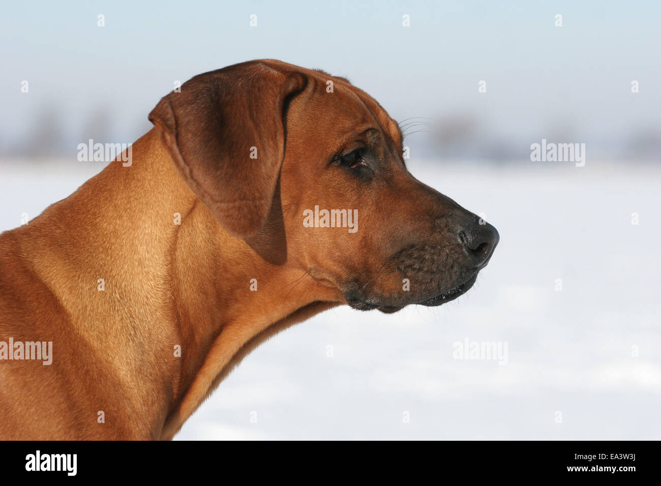 Rhodesian Ridgeback Portrait Stock Photo - Alamy