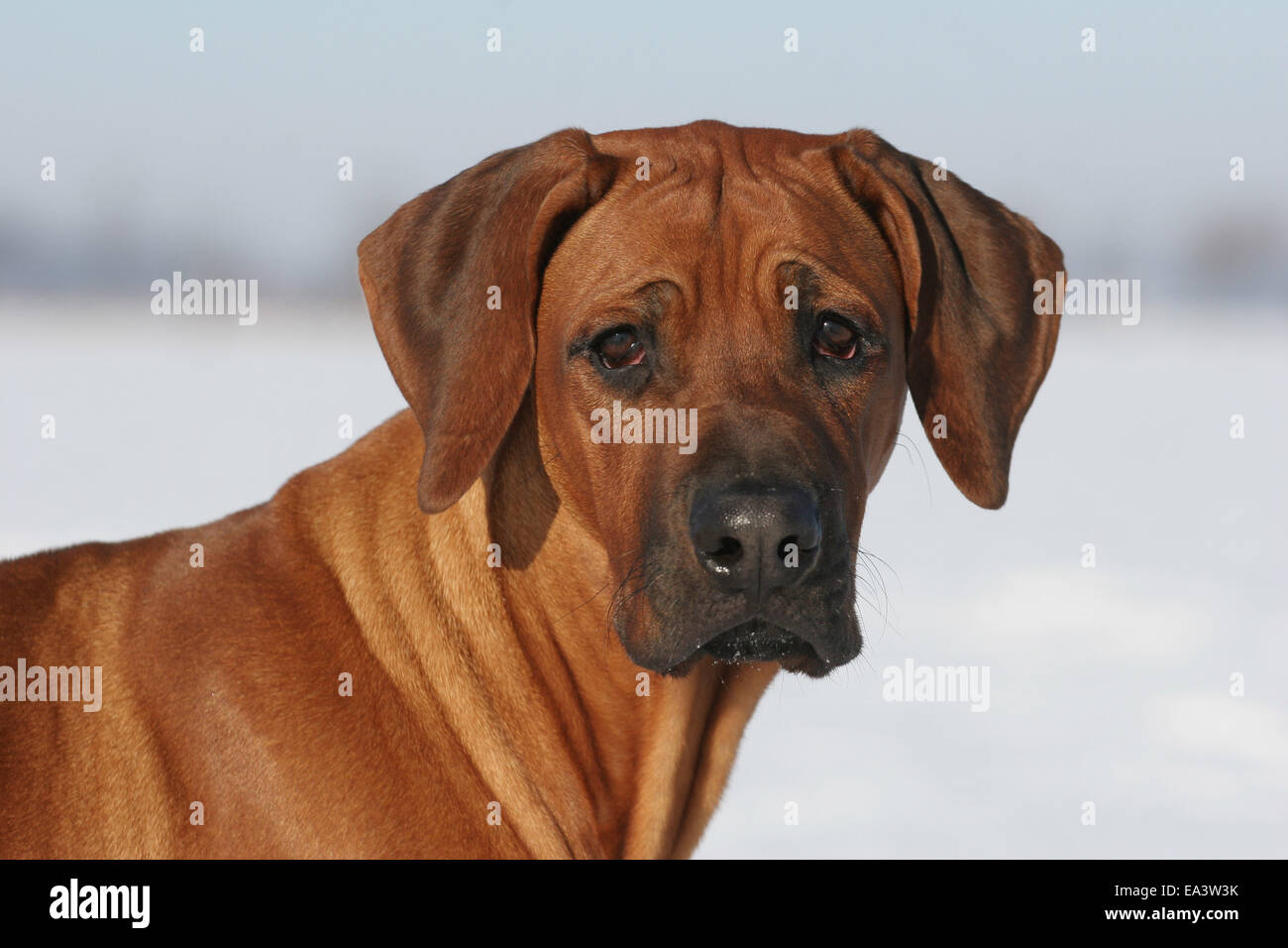 Rhodesian Ridgeback Portrait Stock Photo - Alamy