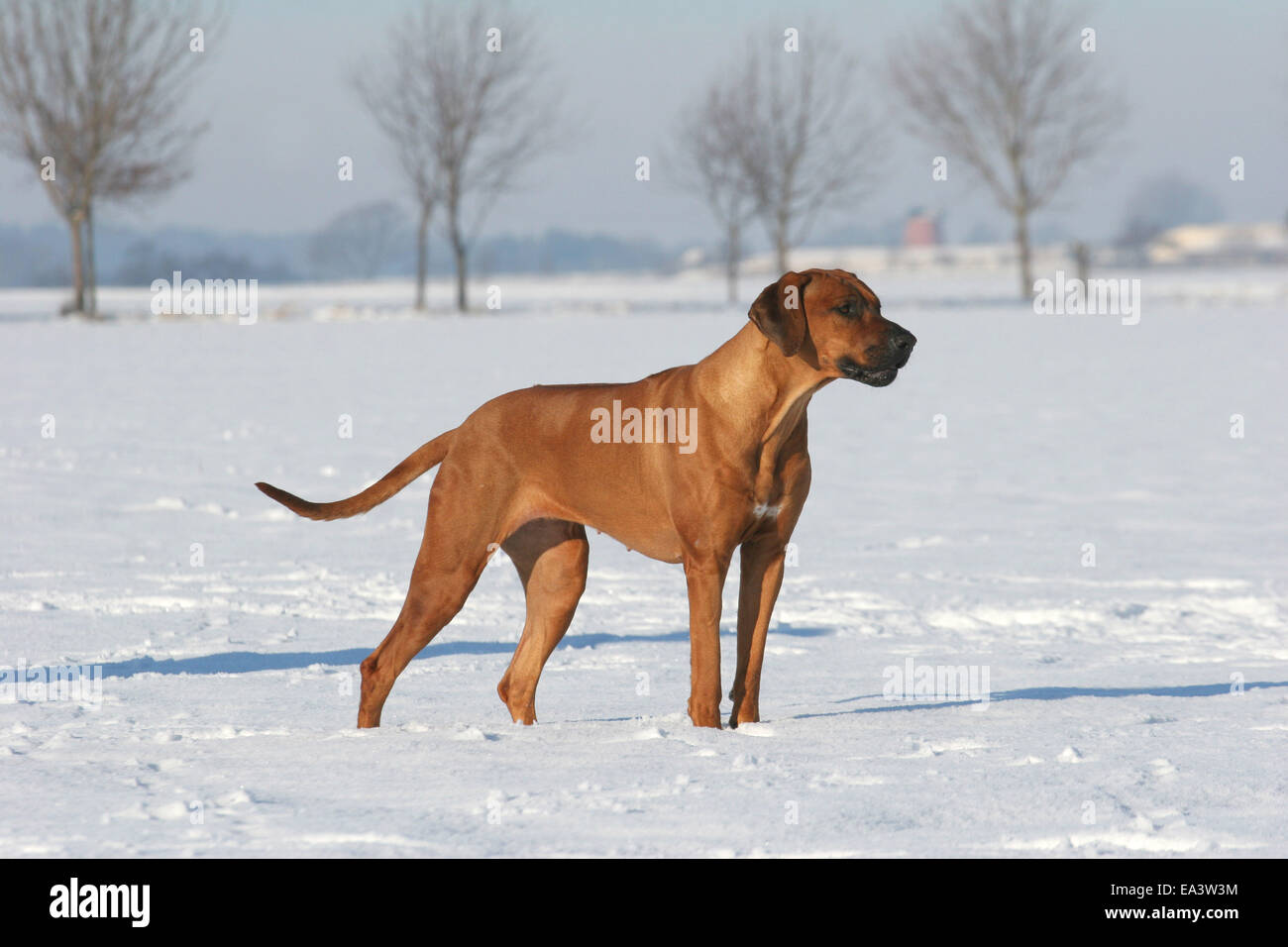 Rhodesian Ridgeback in snow Stock Photo - Alamy