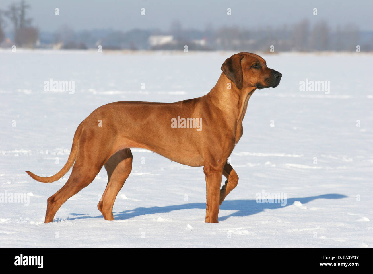 Rhodesian Ridgeback in snow Stock Photo - Alamy