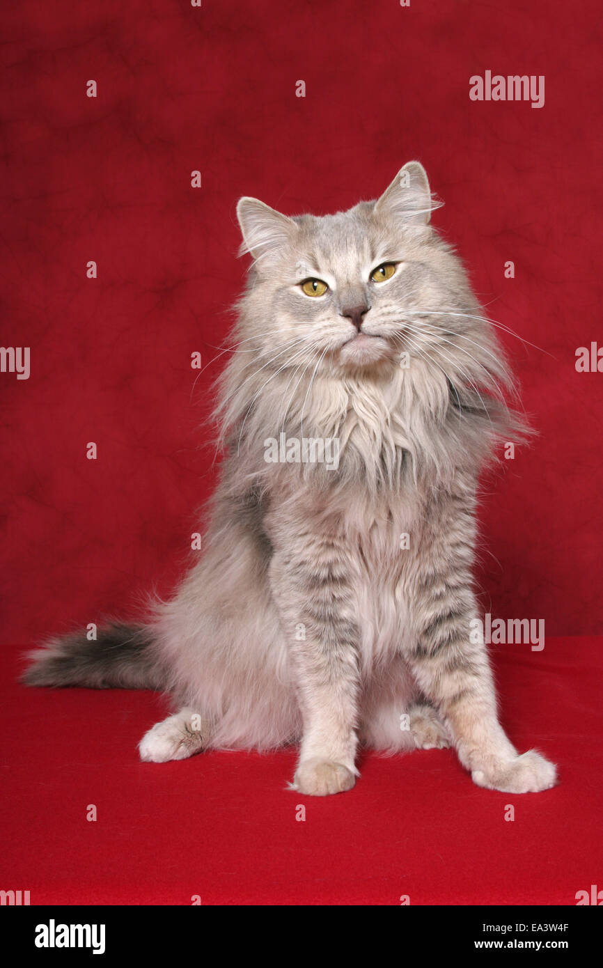 norwegian forest cat Stock Photo Alamy