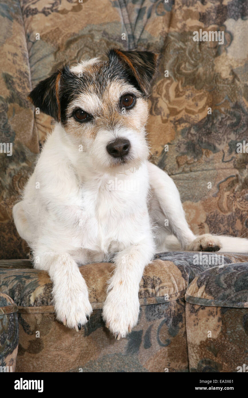 Parson Russell Terrier on sofa Stock Photo