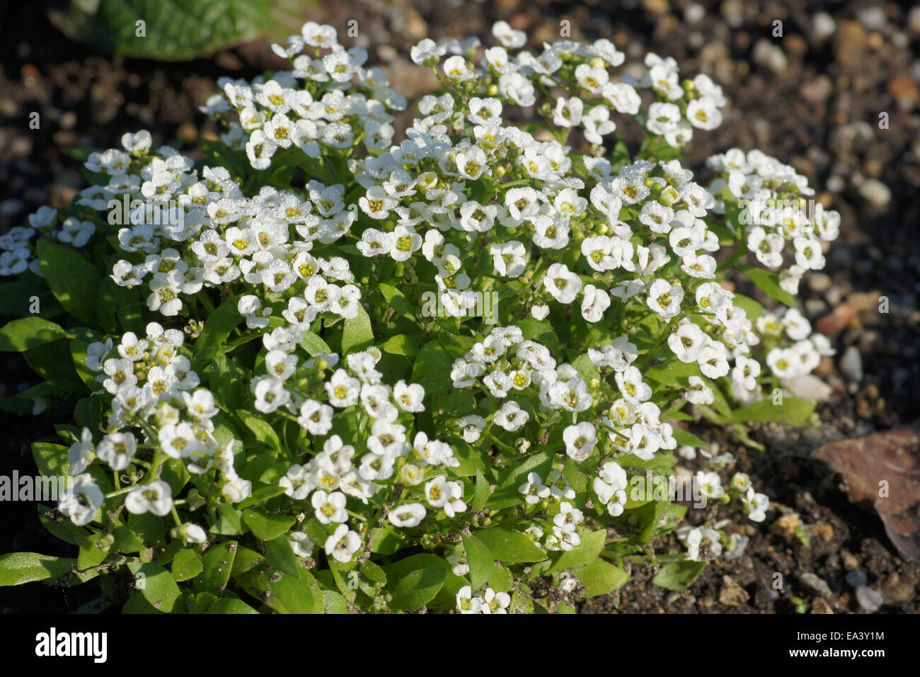 Sweet alyssum hi-res stock photography and images - Alamy