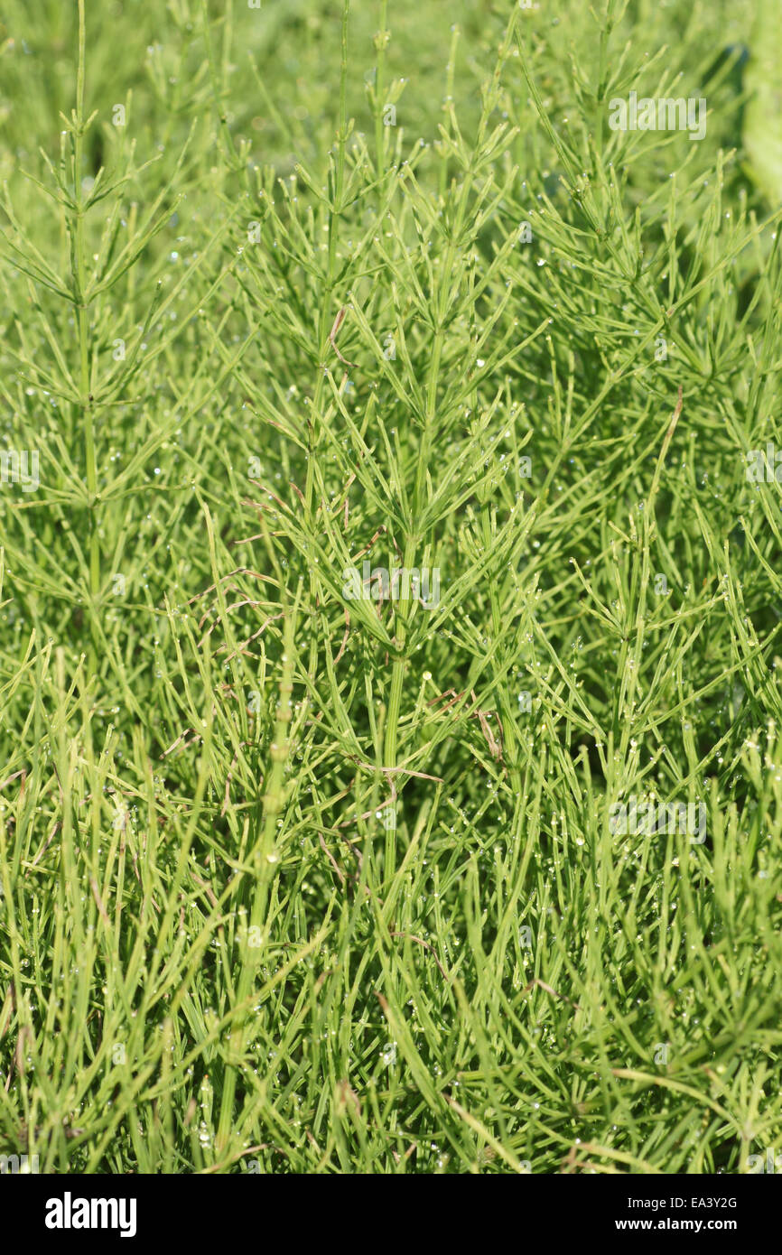 Horsetail Botany Botanical High Resolution Stock Photography and Images