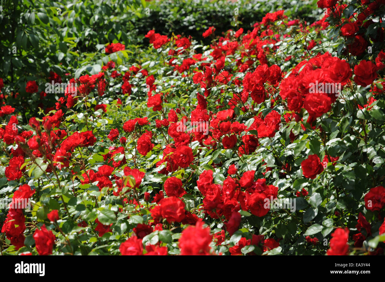 Hybrid roses Stock Photo