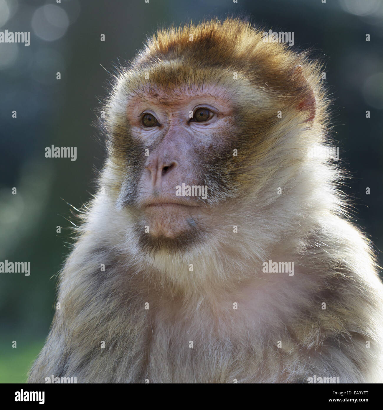 Common macaque hi-res stock photography and images - Alamy