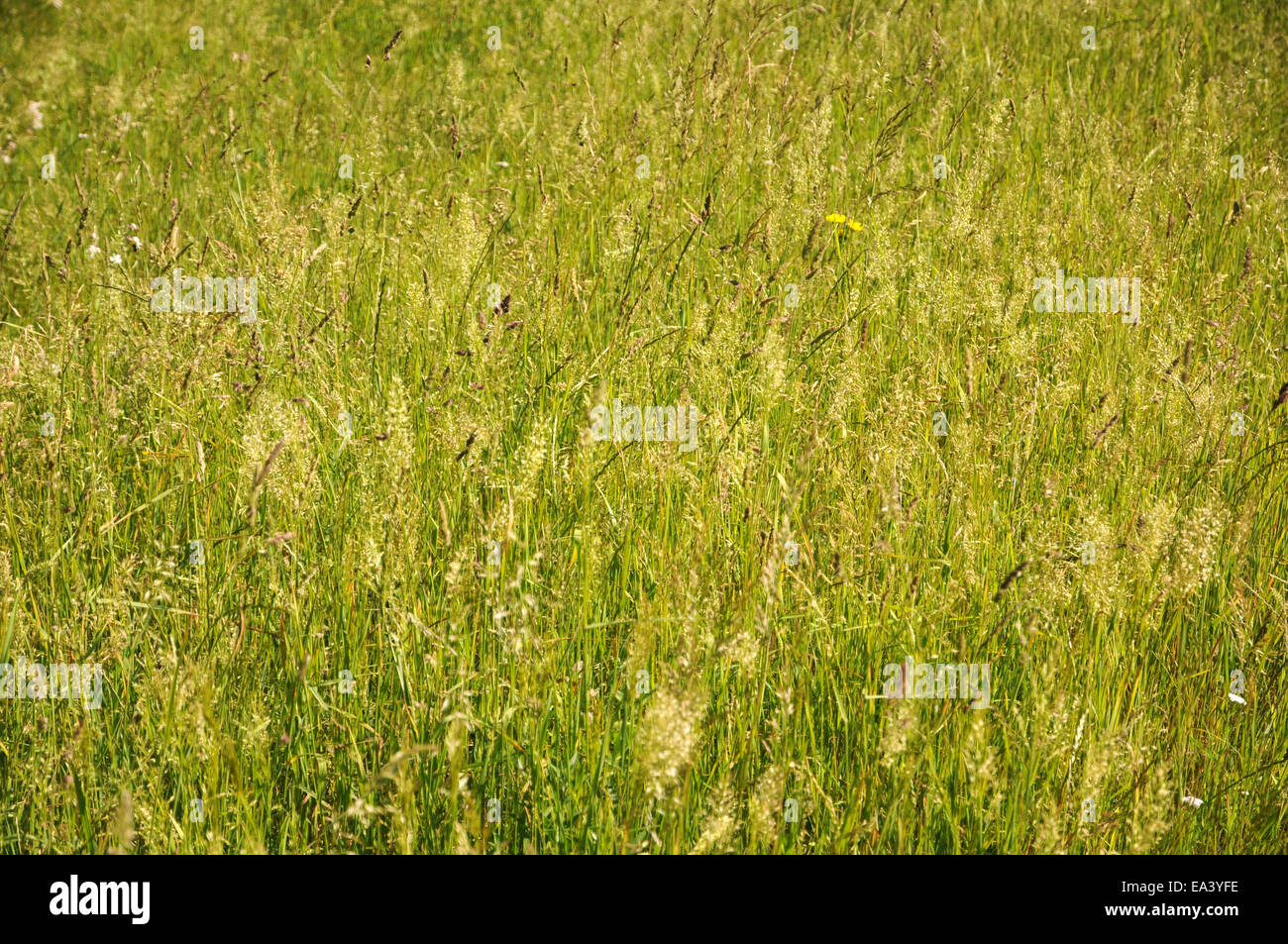 Golden oat grass Stock Photo