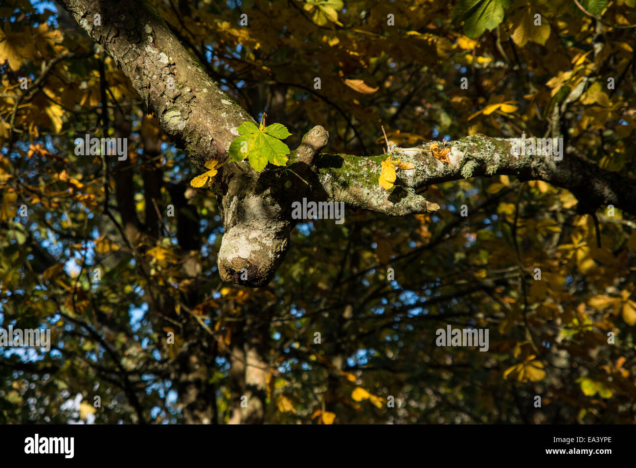 Tree branch resembles a dogs head Stock Photo Alamy