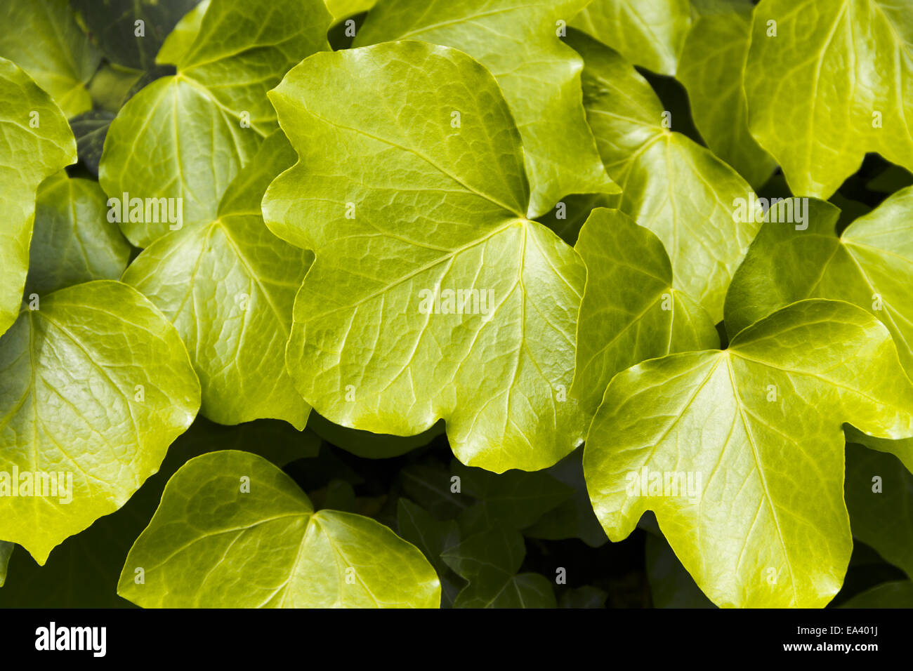 fargesia bamboo Bamboo 'Sunset Glow' For Sale – Logee's Plants