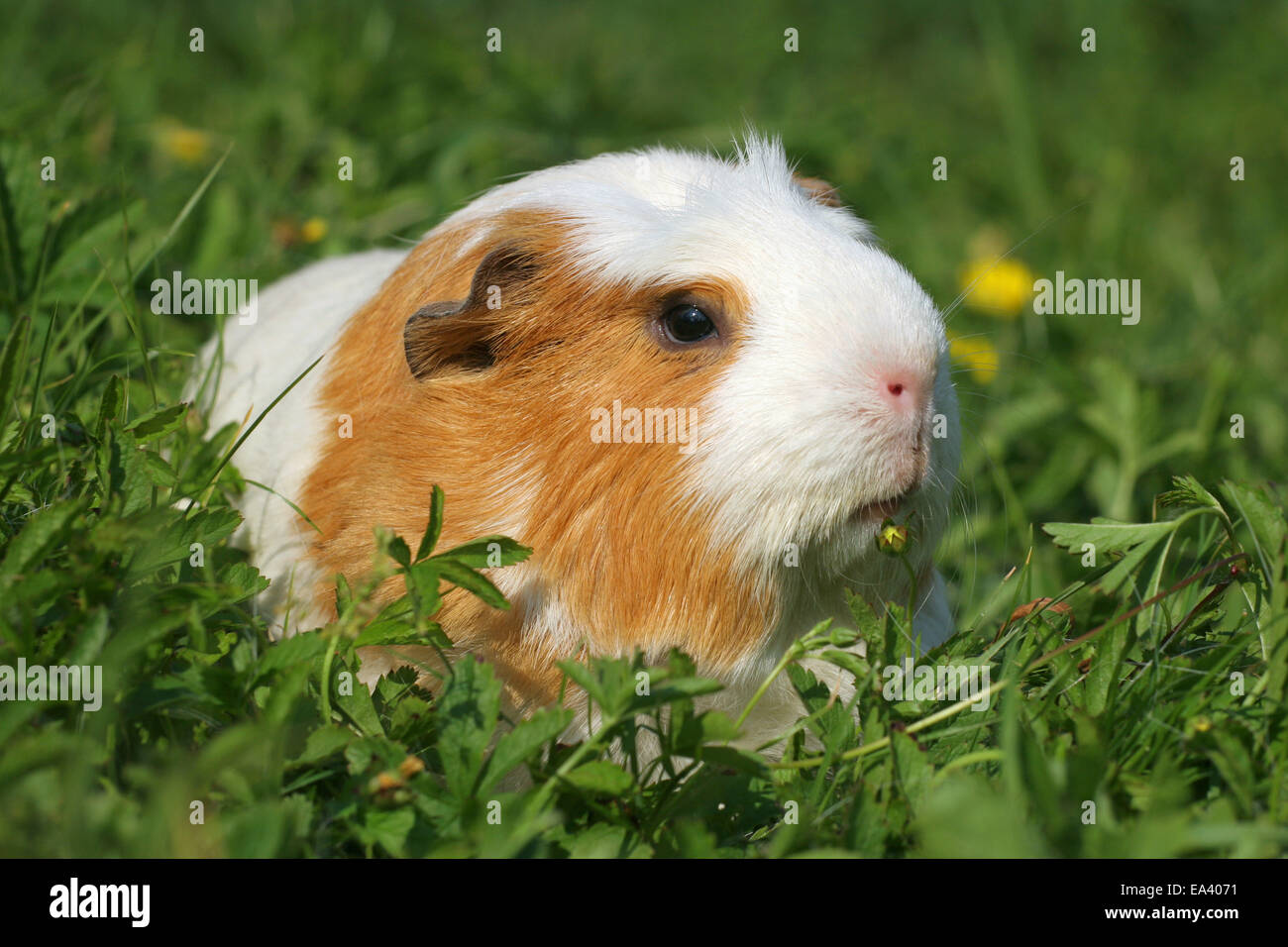 English Crested Guinea Pig Stock Photo