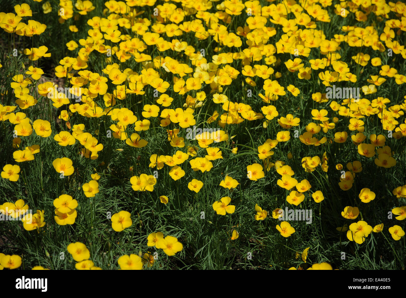 Frying pan Stock Photo