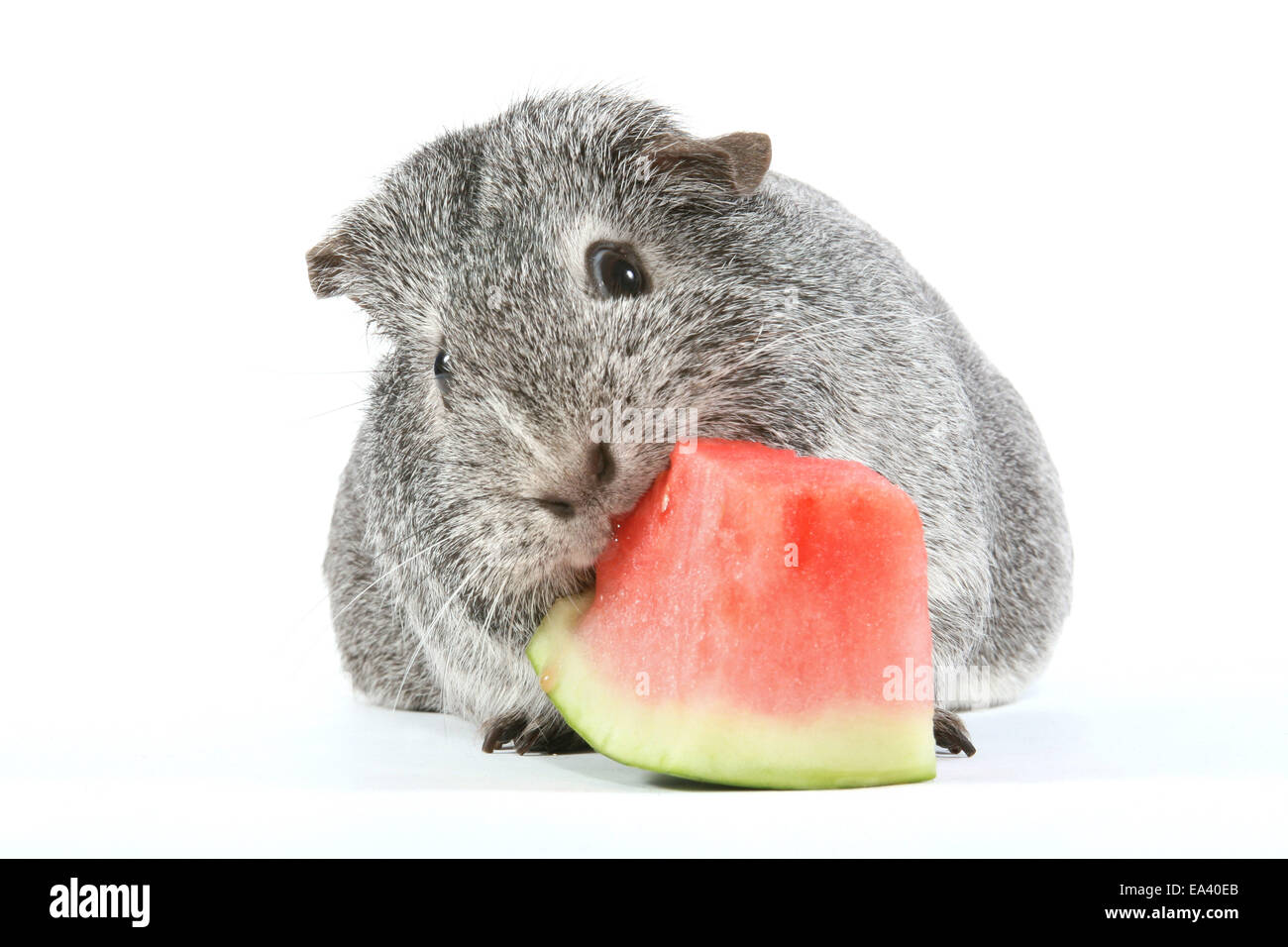 guinea pig eats melon Stock Photo