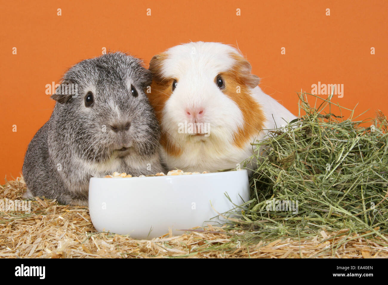 Taste Preferences Guinea Pigs Weird photo