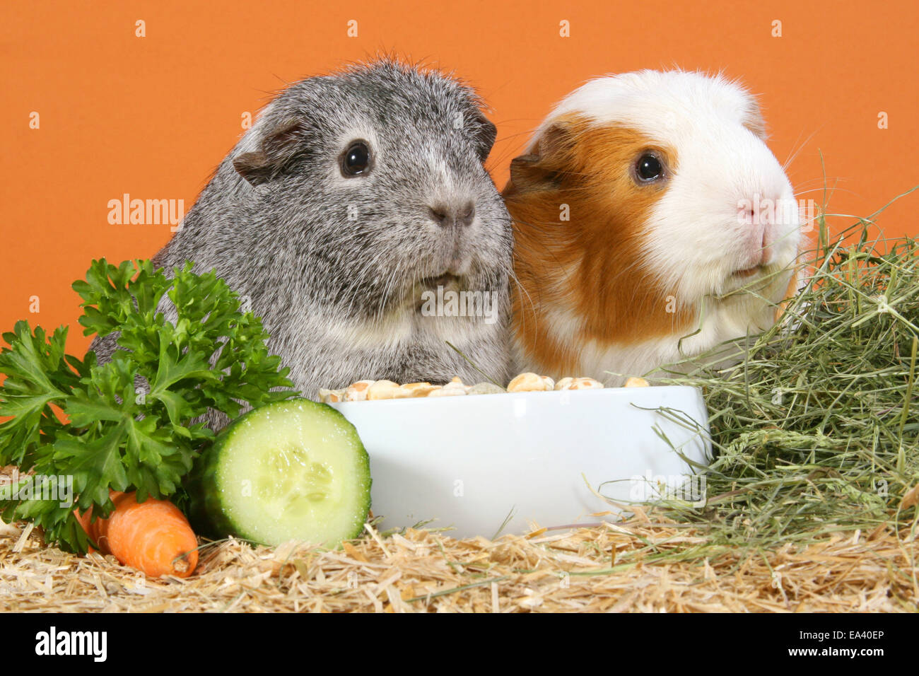 Guinea pig eating hay hires stock photography and images Alamy