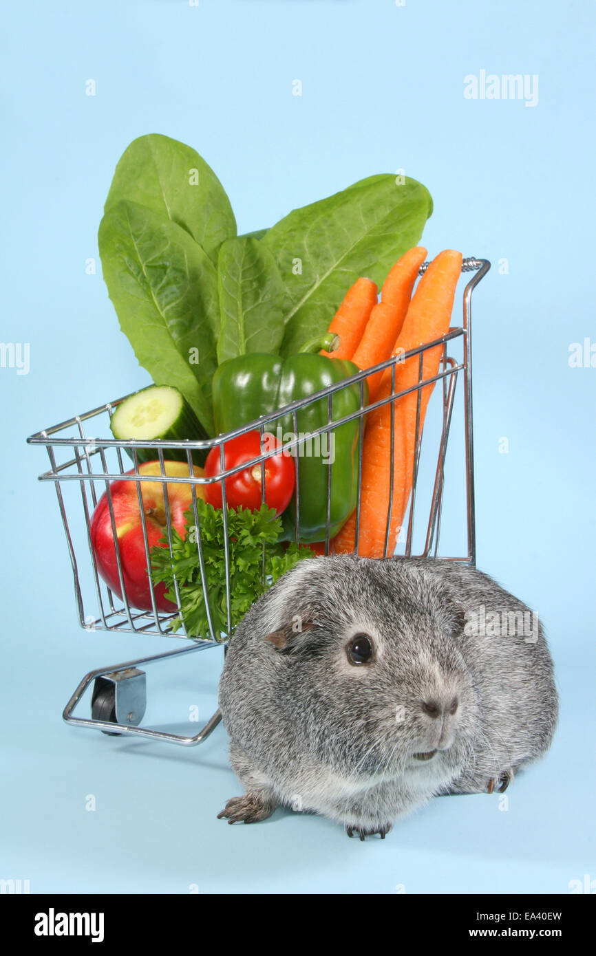 Guinea pigs eating cucumber hires stock photography and images Alamy