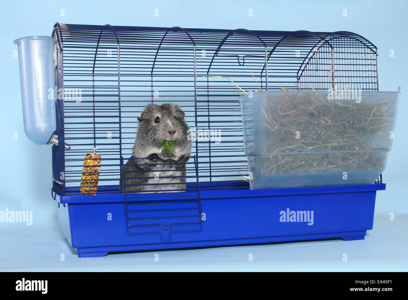 unsuitable guinea pig cage (to small) Stock Photo