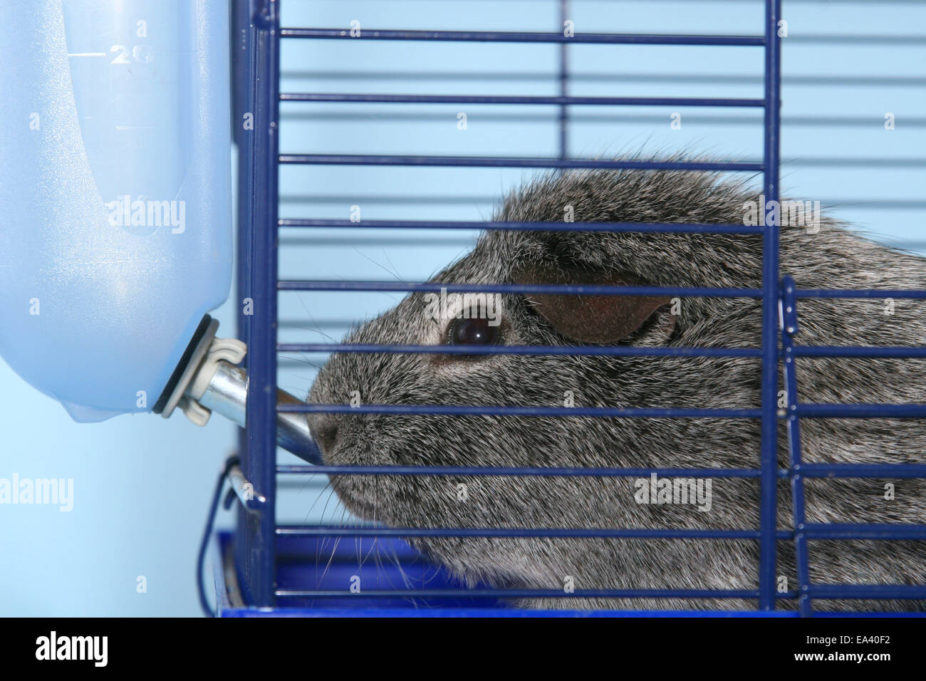 Guinea pig cage hi-res stock photography and images - Alamy