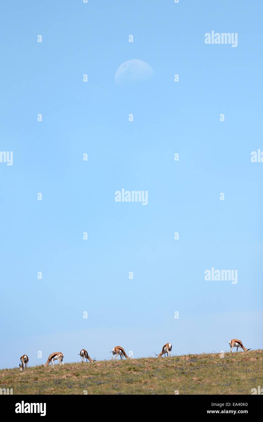 Gazelle alone hi-res stock photography and images - Alamy