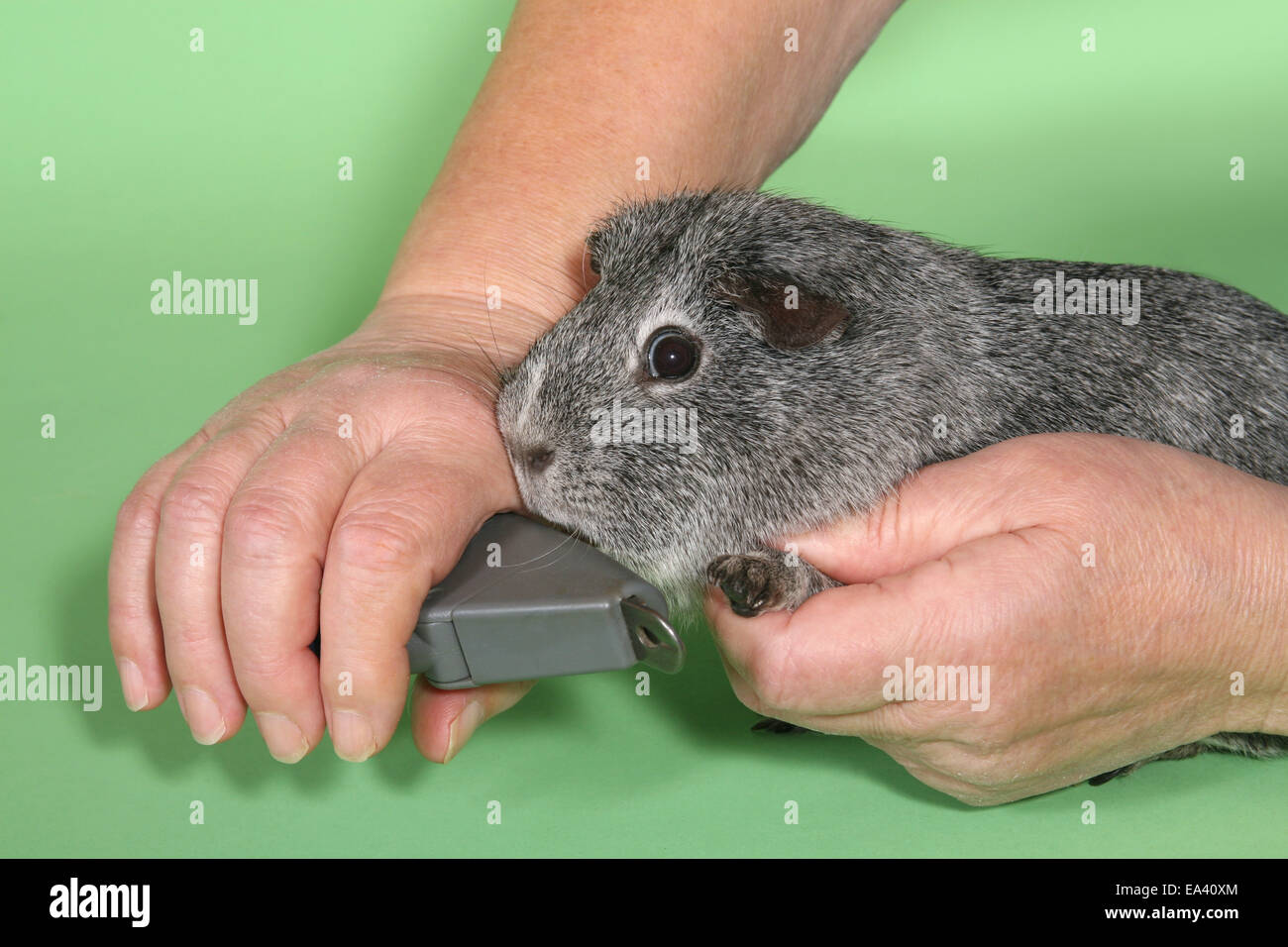 caring for a guinea pig Stock Photo Alamy