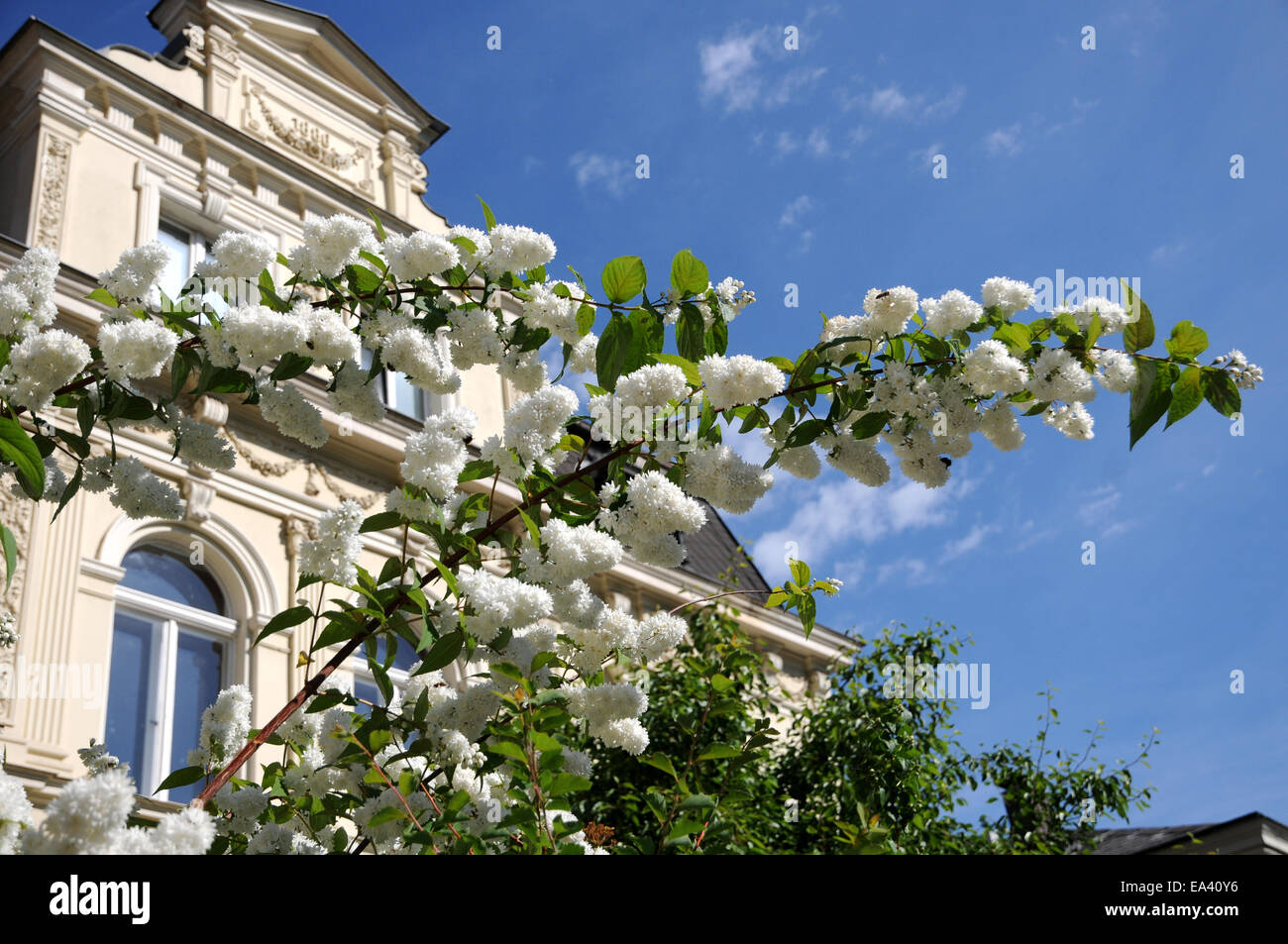 Deutzia x magnifica Stock Photo