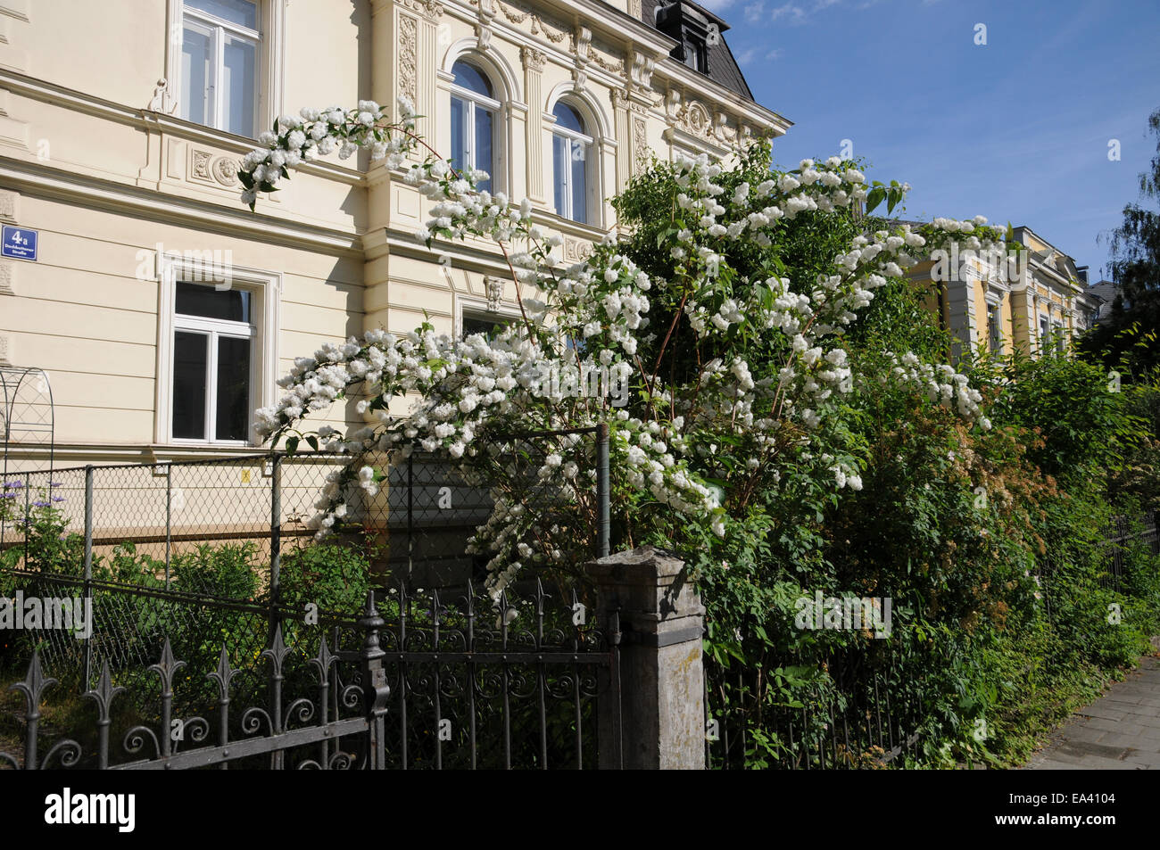 Deutzia x magnifica Stock Photo