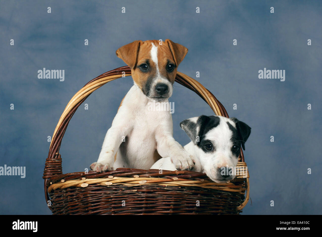 Parson Russell Terrier Puppies Stock Photo