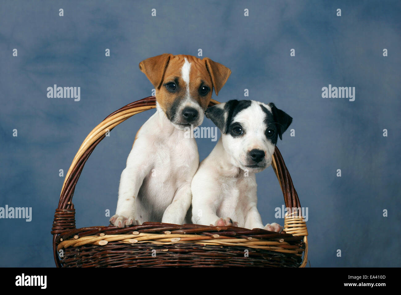 Parson Russell Terrier Puppies Stock Photo