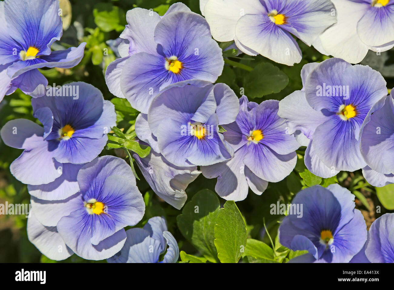 Blue pansies (viola) Stock Photo