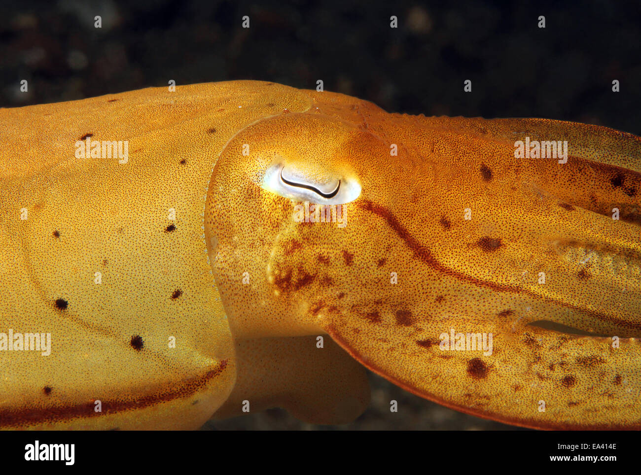 Yellow Cuttlefish Hi res Stock Photography And Images Alamy