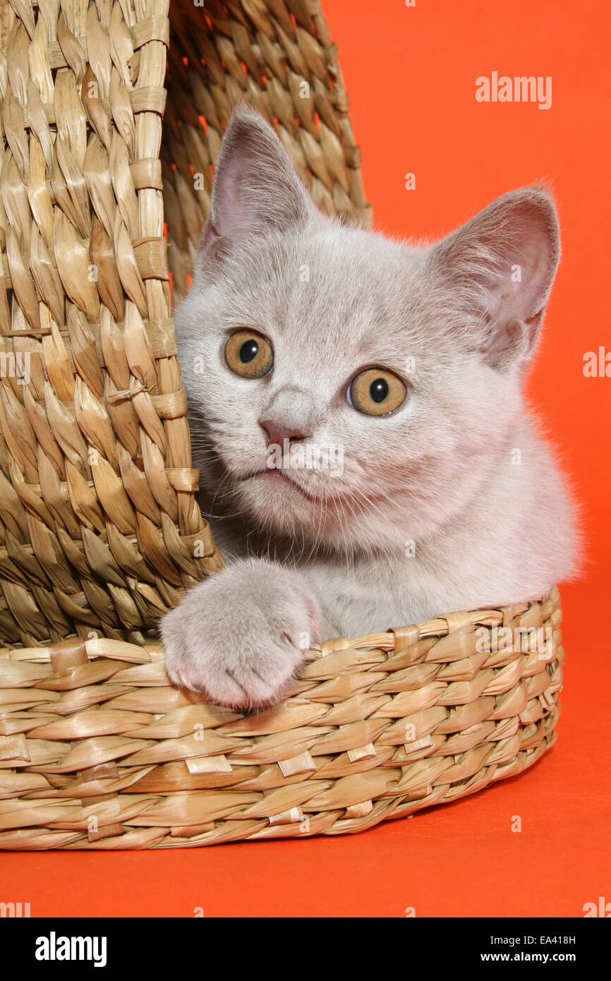 British Shorthair Kitten Stock Photo Alamy