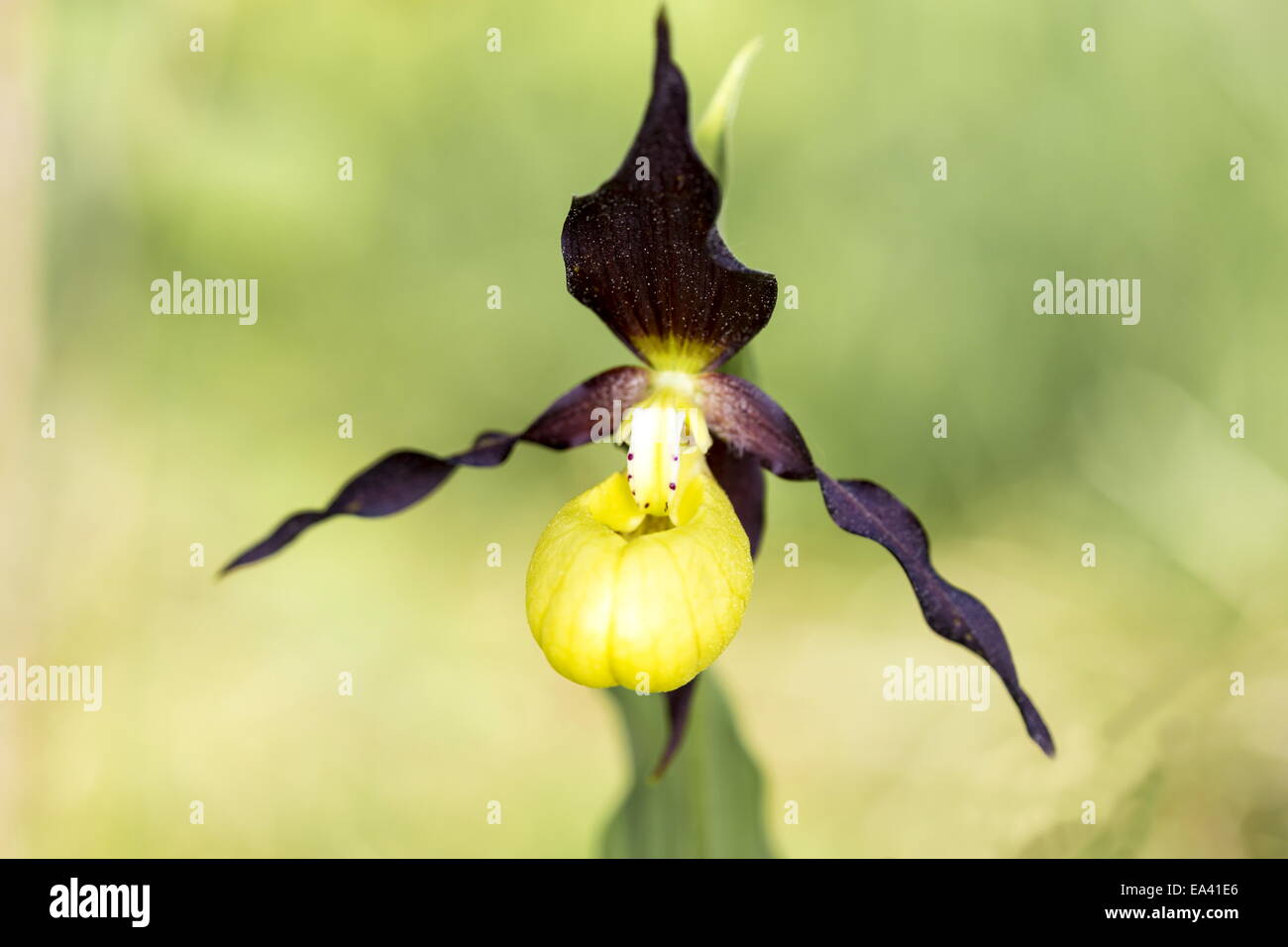 on orchid flower Stock Photo