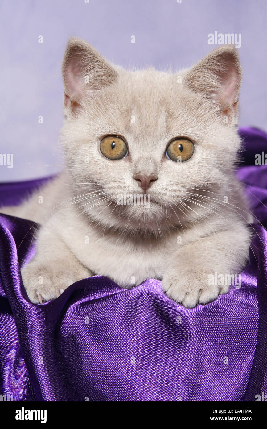 British Shorthair Kitten Stock Photo Alamy