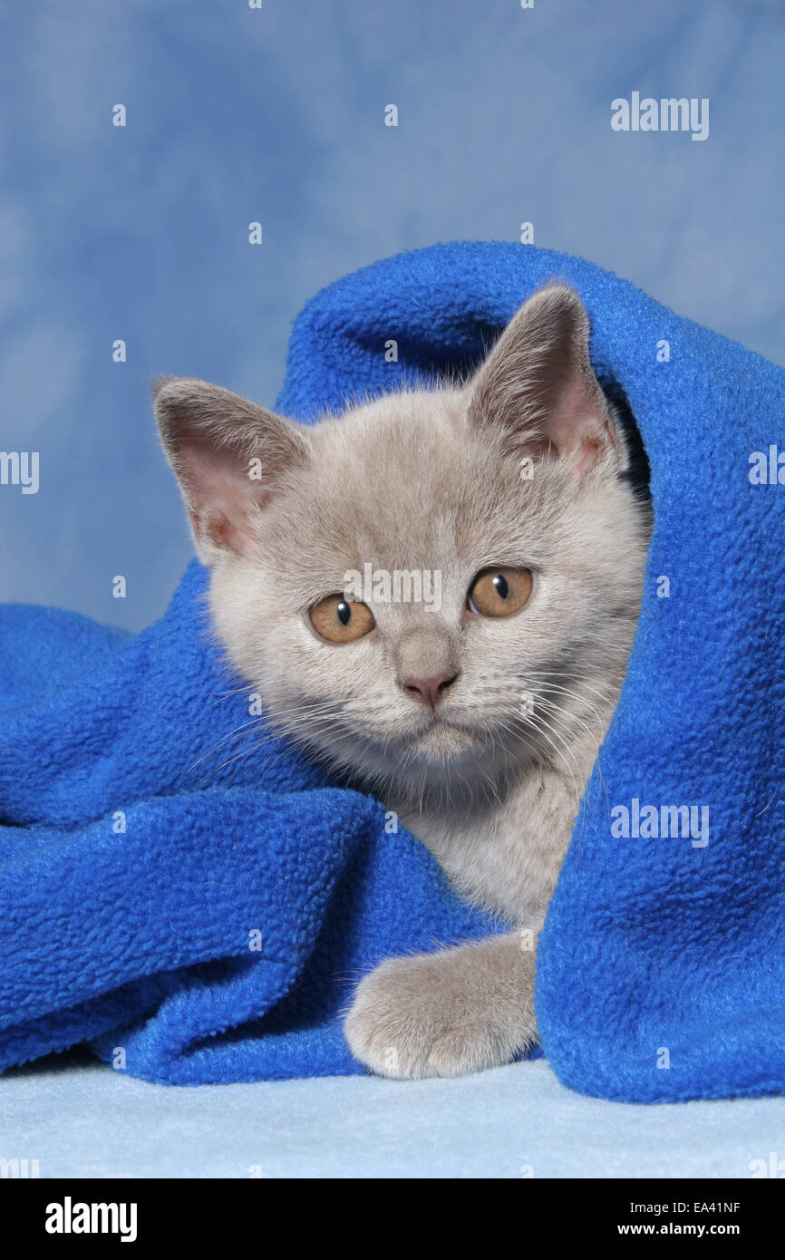 British Shorthair Kitten Stock Photo Alamy