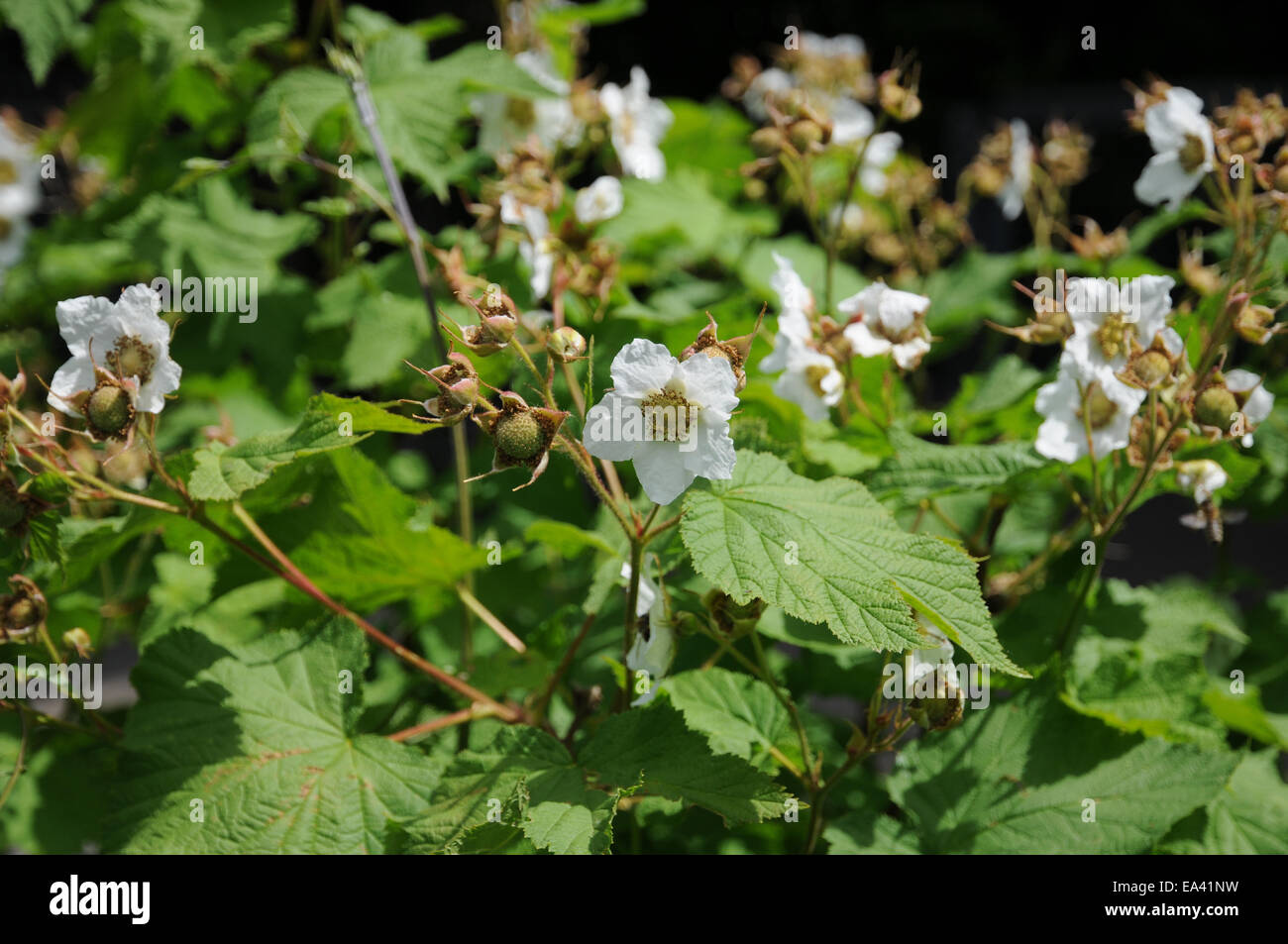 Thimbleberry Stock Photo Alamy