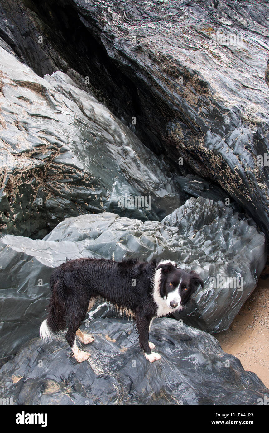Border Collie dog stood on rocks at Holywell bay in Cornwall. Stock Photo
