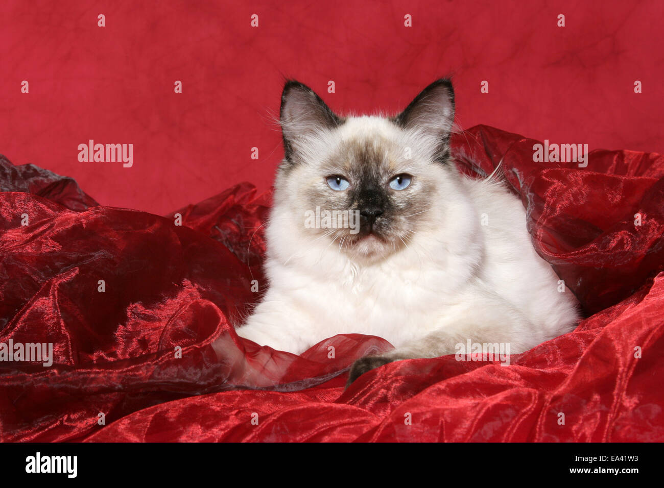 Red Ragdol Red point ragdoll hi-res stock photography and images - Alamy