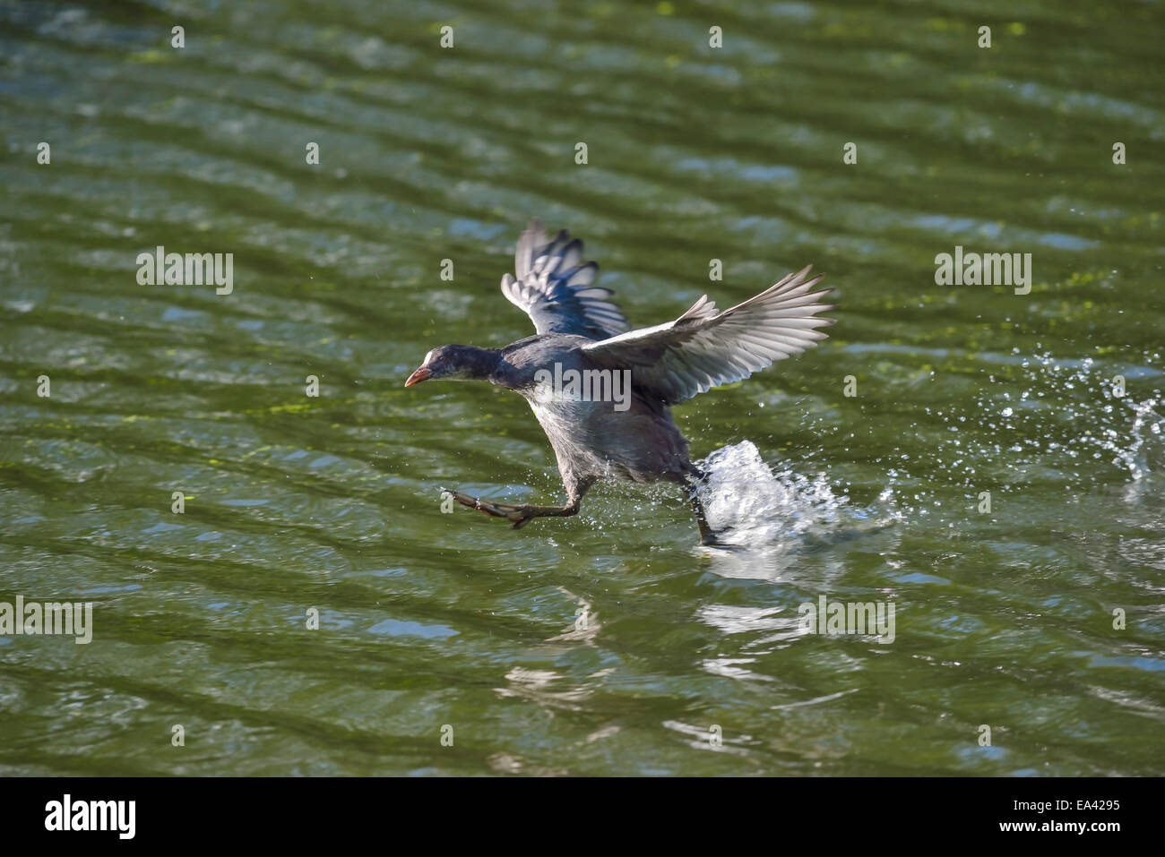 A duck appears to run on water as it prepares for take off. Stock Photo