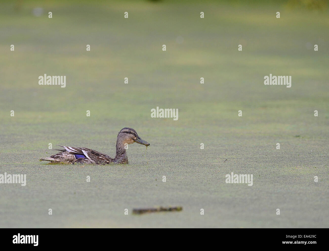 A duck swims and forages in a calm pond covered in green algae Stock Photo