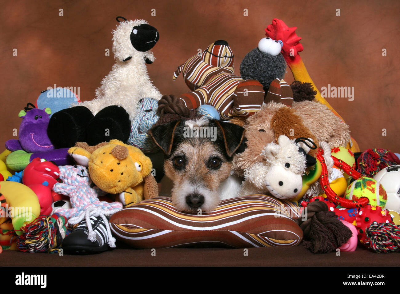 Parson Russell Terrier with toys Stock Photo